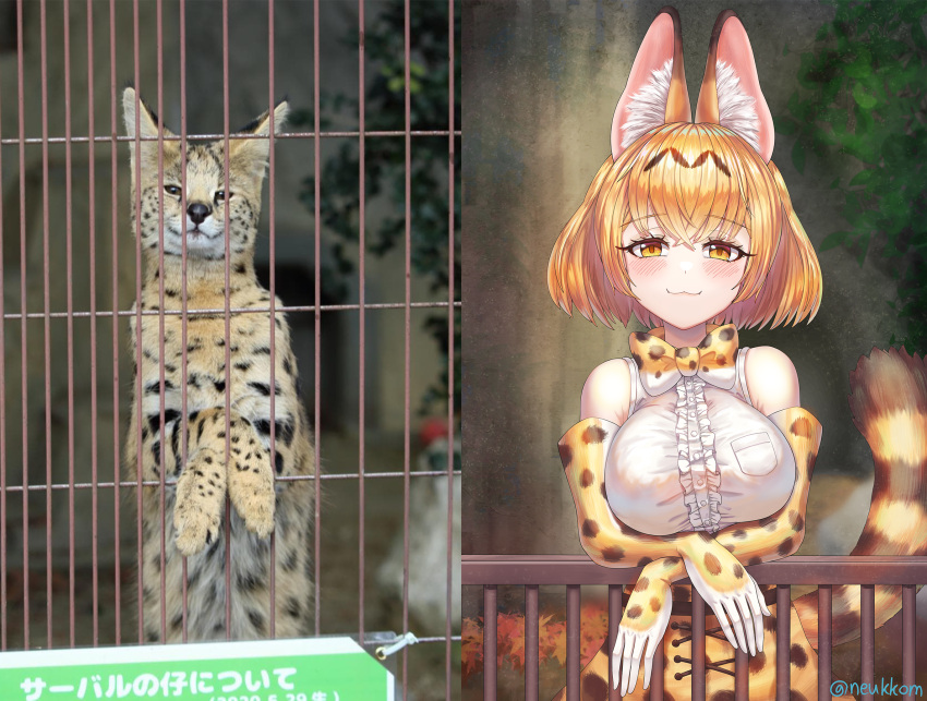 1girl :3 animal animal_ears blush bow bowtie breasts closed_mouth crossed_arms elbow_gloves eyebrows_visible_through_hair fangs gloves highres kemono_friends large_breasts lips looking_at_viewer multicolored_bowtie multicolored_clothes multicolored_gloves neukkom orange_bow orange_bowtie orange_eyes orange_gloves orange_hair photo-referenced reference_inset reference_photo serval serval_(kemono_friends) short_hair sleeveless smile tail white_bow white_bowtie white_gloves