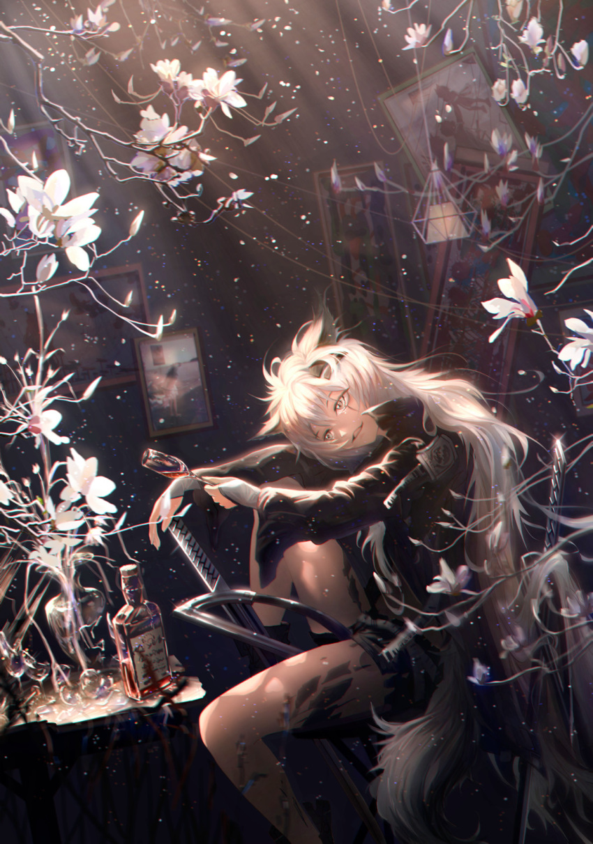1girl alcohol animal_ears arknights bangs black_jacket black_shorts cup drinking_glass flower grey_eyes grin highres hiya_(user_dvyd4375) holding holding_cup jacket lappland_(arknights) long_hair messy_hair open_clothes open_jacket painting_(object) photo_(object) shorts sitting smile solo table teeth whiskey white_flower white_hair wine_glass wolf_ears wolf_girl