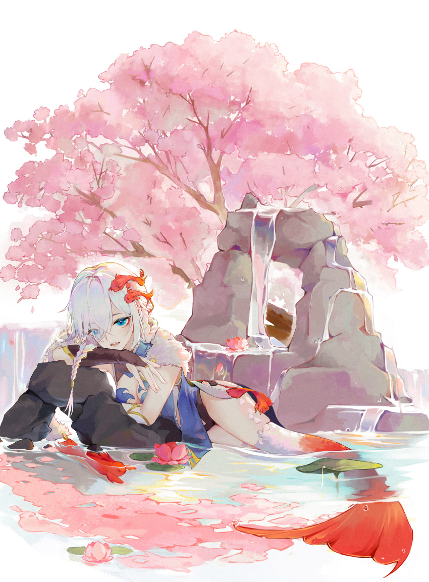 1girl absurdres black_gloves blue_eyes cherry_blossoms chinese_clothes fingerless_gloves full_body gloves highres honkai_(series) honkai_impact_3rd koi long_hair looking_at_viewer mermaid monster_girl petals petals_on_liquid qing_shi_mang_xue_(user_faem7575) simple_background solo stone theresa_apocalypse tree water white_background white_hair