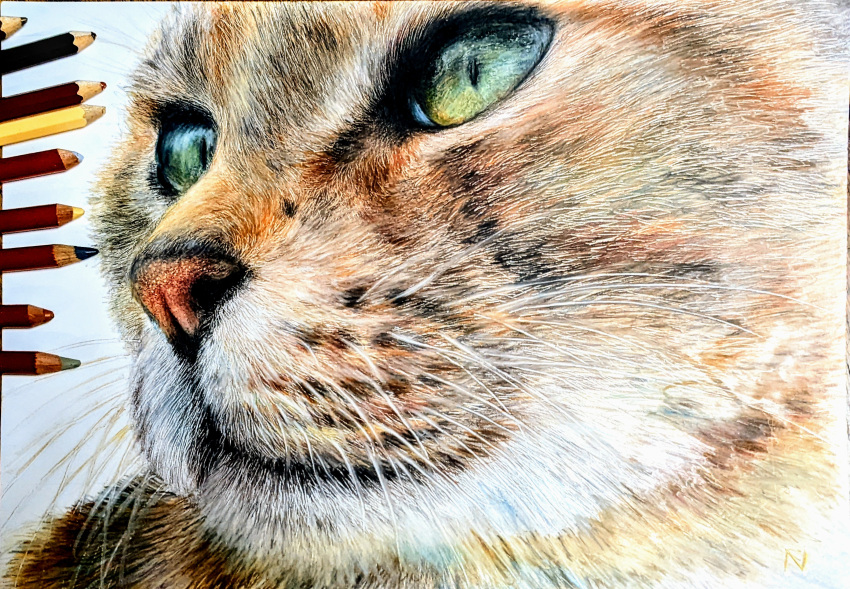 :3 absurdres animal animal_focus cat close-up closed_mouth colored_pencil colored_pencil_(medium) commentary drawing green_eyes highres looking_afar nekodosaiun no_humans original pencil realistic simple_background slit_pupils traditional_media white_background