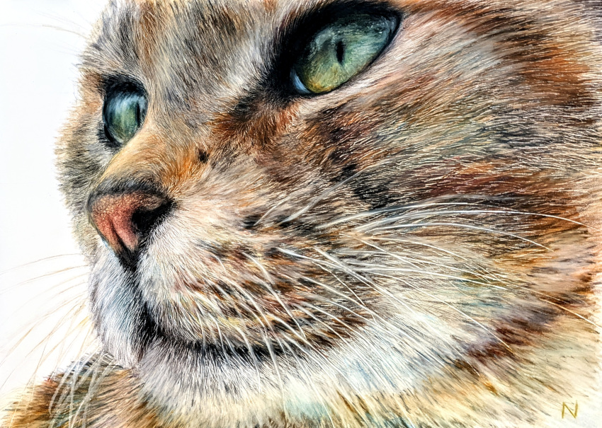 :3 absurdres animal animal_focus cat close-up closed_mouth colored_pencil_(medium) commentary drawing green_eyes highres looking_afar nekodosaiun no_humans original pencil realistic simple_background slit_pupils traditional_media white_background