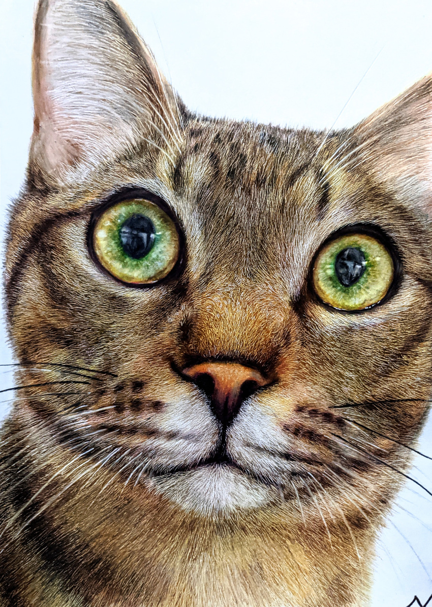 absurdres animal animal_focus artist_name cat close-up closed_mouth colored_pencil_(medium) commentary green_eyes highres looking_at_viewer nekodosaiun no_humans original realistic signature simple_background traditional_media white_background