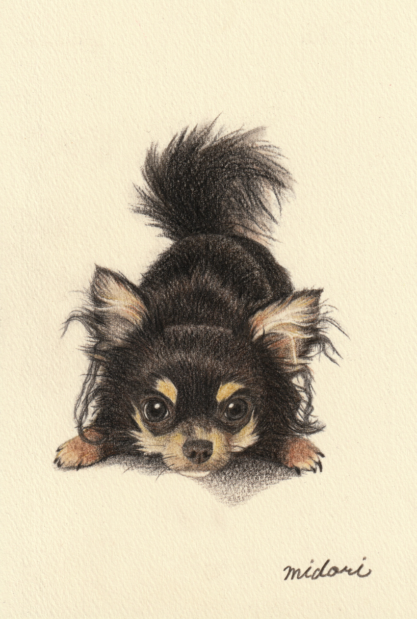 animal animal_focus chihuahua closed_mouth colored_pencil_(medium) commentary_request dog grey_eyes highres looking_at_viewer midori_(user_rfup2354) no_humans original shadow signature simple_background traditional_media white_background