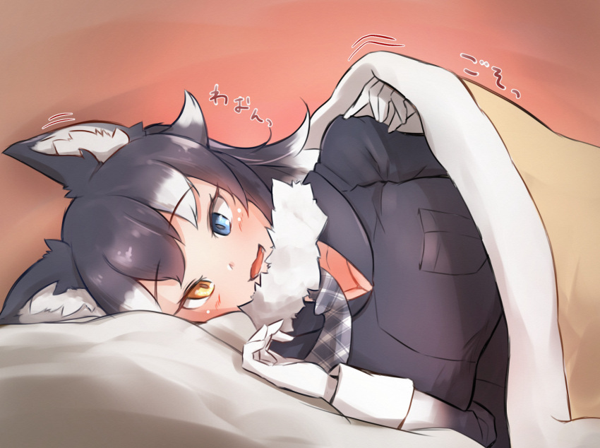 1girl :3 animal_ears blanket blue_eyes blush commentary_request denka_(denka_ilst) eyebrows_visible_through_hair gloves grey_hair grey_jacket grey_necktie grey_wolf_(kemono_friends) heterochromia highres jacket kemono_friends long_hair long_sleeves looking_at_viewer lying multicolored_hair necktie on_side open_mouth plaid_necktie solo translation_request under_covers white_gloves white_hair wolf_ears wolf_girl yellow_eyes