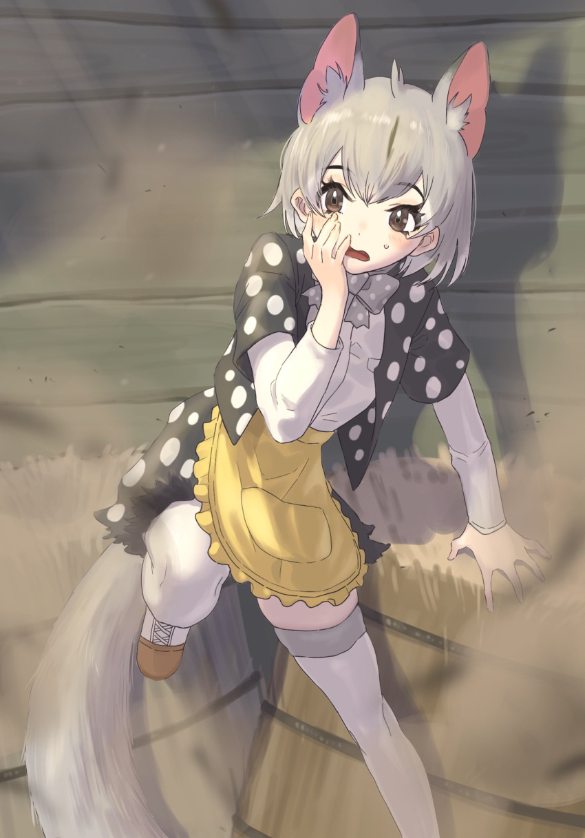 animal_ears apron black_jacket bow bowtie brown_eyes eastern_quoll_(kemono_friends) extra_ears eyebrows_visible_through_hair grey_bow grey_bowtie hay_bale highres inaniku_illust jacket kemono_friends long_sleeves mouse_ears mouse_girl mouse_tail polka_dot polka_dot_bowtie polka_dot_jacket shirt short_hair solo tail thigh-highs white_hair white_legwear white_shirt yellow_apron zettai_ryouiki