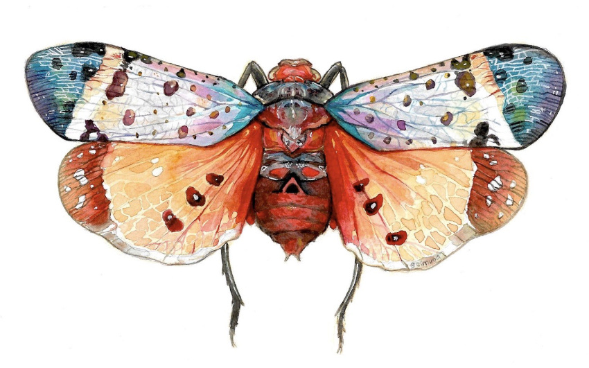 animal animal_focus artist_name bug commentary eimuoaa english_commentary from_above full_body lanternfly no_humans original painting_(medium) simple_background spread_wings traditional_media watercolor_(medium) white_background wings