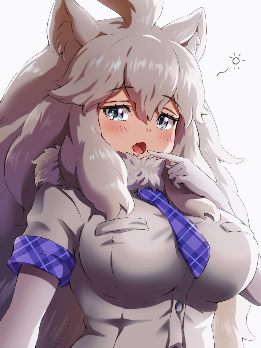 1girl animal_ears big_hair blue_eyes blue_necktie blush breasts close-up elbow_gloves eyebrows_visible_through_hair fang finger_to_mouth fur_collar gloves highres kemono_friends kemono_friends_3 large_breasts lion_ears lion_girl long_hair necktie open_mouth plaid_necktie plaid_trim shirt short_sleeves solo tayuura_(kuwo) white_gloves white_hair white_lion_(kemono_friends) white_shirt