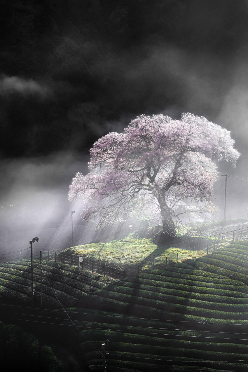 absurdres cherry_blossoms dark_sky fence field grass highres lamppost leaf light_rays mpmb7 nature original outdoors peaceful pole power_lines road_sign rock scenery shadow sign sky tree