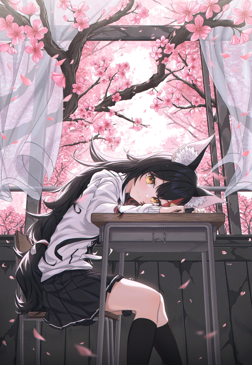 1girl absurdres animal_ear_fluff bangs black_hair black_legwear black_skirt blush chair cherry_blossoms closed_mouth curtains desk feet_out_of_frame flower from_side head_on_table head_rest highres hololive hood hoodie kneehighs long_hair long_sleeves looking_at_viewer looking_to_the_side multicolored_hair ookami_mio pink_flower pleated_skirt redhead school_chair school_desk sitting skirt solo speech_bubble streaked_hair very_long_hair virtual_youtuber white_hoodie window yellow_eyes yozora_(1wkdgusdn)