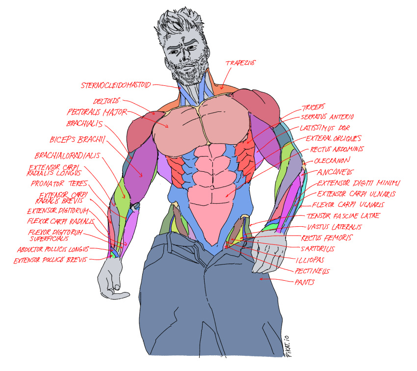 1boy abs anatomy beard biceps contrapposto cowboy_shot diagram english_text facial_hair facing_viewer gigachad_(meme) highres latin_text male_focus manly mature_male meme muscular muscular_male obliques open_fly original pants pectorals pikat solo twitter_username upper_body white_background