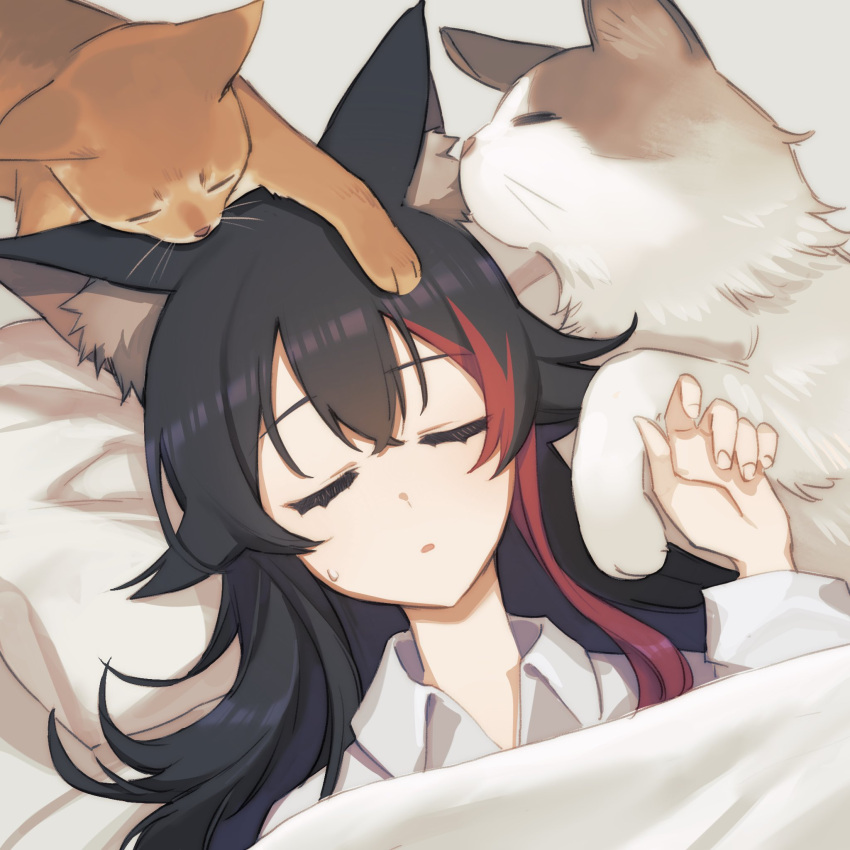 1girl animal_ear_fluff animal_ears bangs black_hair cat closed_eyes collared_shirt hand_up highres hololive long_sleeves multicolored_hair ookami_mio parted_lips pillow redhead shirt solo streaked_hair sweat taiga_(ookami_mio) tawa_(ookami_mio) tugo under_covers virtual_youtuber white_shirt wolf_ears