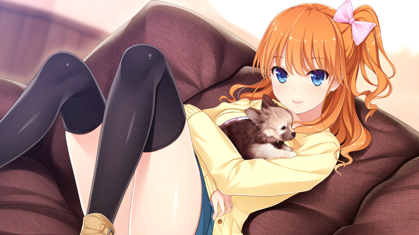 1girl akino_subaru animal aoi_hinata_(gin'iro_haruka) bangs black_legwear blue_eyes blue_skirt blurry blurry_background bow cardigan closed_mouth dog game_cg gin'iro_haruka hair_bow high_ponytail holding holding_animal indoors long_hair long_sleeves miniskirt non-web_source orange_hair pink_bow polka_dot polka_dot_bow shiny shiny_clothes shiny_hair shiny_legwear side_ponytail sitting skirt smile solo thigh-highs yellow_cardigan