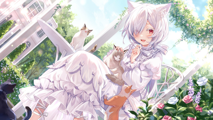 1girl :d amagami_nicosecond-party_source animal animal_ear_fluff animal_ears building cat dress fang flower frilled_dress frills hedge highres indie_virtual_youtuber long_hair long_sleeves looking_at_viewer outdoors red_eyes rose smile table tree virtual_youtuber white_dress white_hair yuya_(night_lily)