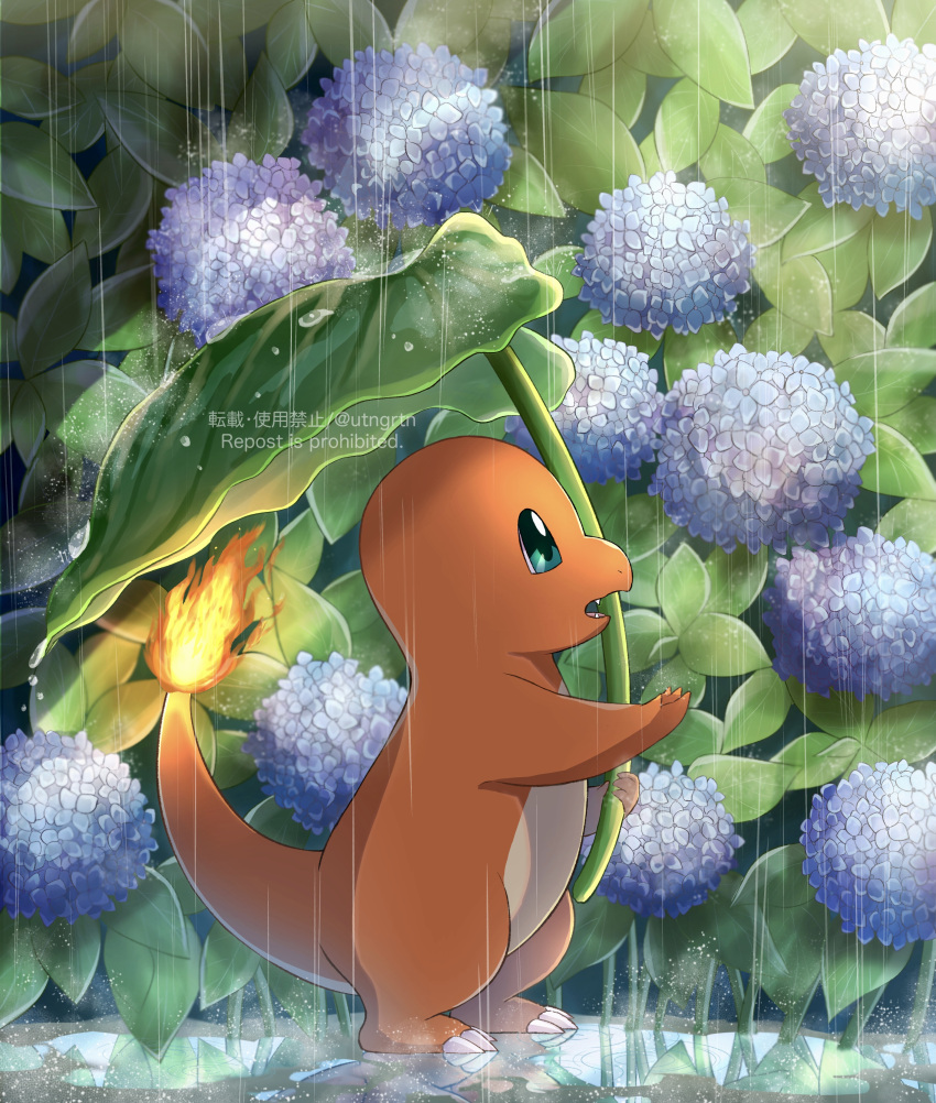 absurdres charmander commentary_request fangs fire flame flame-tipped_tail flower from_side fuyu_(utngrtn) green_eyes highres holding hydrangea no_humans open_mouth pokemon pokemon_(creature) rain reflection solo standing water