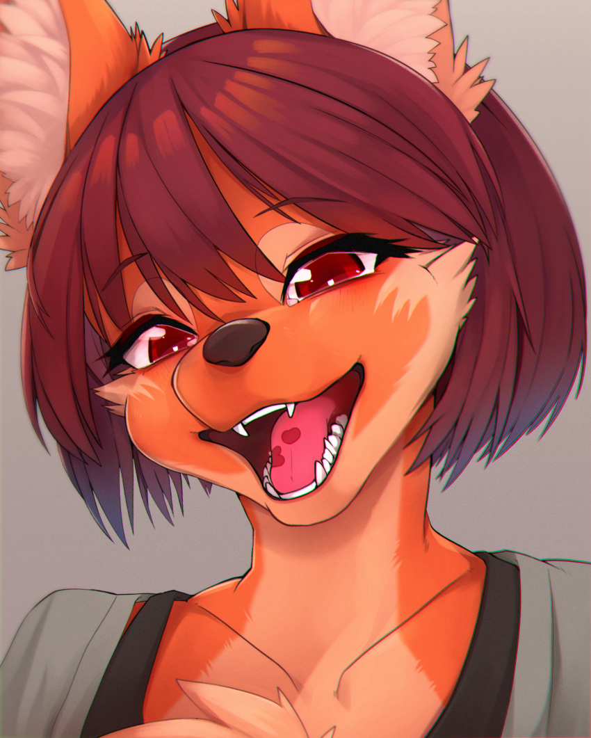 1girl absurdres animal_ear_fluff animal_ears animal_nose bangs black_bra bob_cut bra bra_strap brown_hair chinese_commentary chromatic_aberration collarbone commentary furry furry_female grey_background grey_shirt half-closed_eyes happy head_tilt highres looking_at_viewer multicolored_fur open_mouth orange_fur original portrait red_eyes sharp_teeth shirt short_hair sidelocks simple_background smile snout solo teeth tongue underwear white_fur wolf_ears wolf_girl wolf_girl_(yellowparrot) yellowparrot