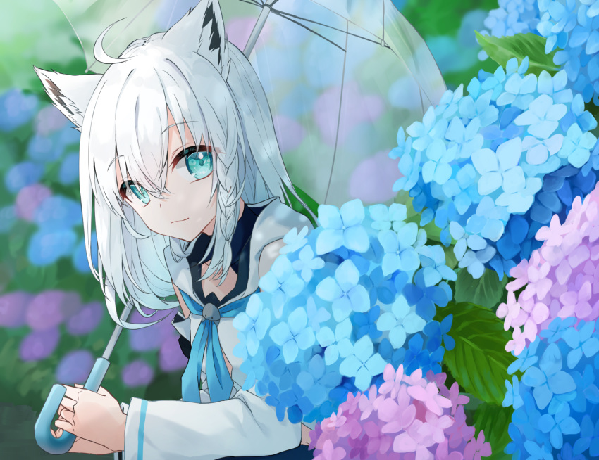 ahoge animal_ears aqua_eyes bangs blue_neckerchief braid detached_sleeves flower fox_ears fox_girl gintama_10102 hair_between_eyes highres holding holding_umbrella hololive hydrangea light_smile long_hair looking_at_viewer looking_to_the_side neckerchief shirakami_fubuki side_braid squatting transparent transparent_umbrella umbrella virtual_youtuber white_hair white_sleeves