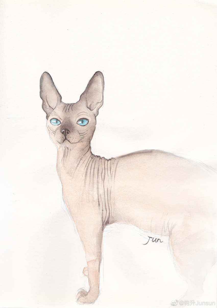 absurdres animal_focus blue_sclera cat colored_sclera cropped_torso hairless_cat highres junsun looking_at_viewer no_humans original standing traditional_media unfinished weibo_logo weibo_username white_background wrinkled_skin