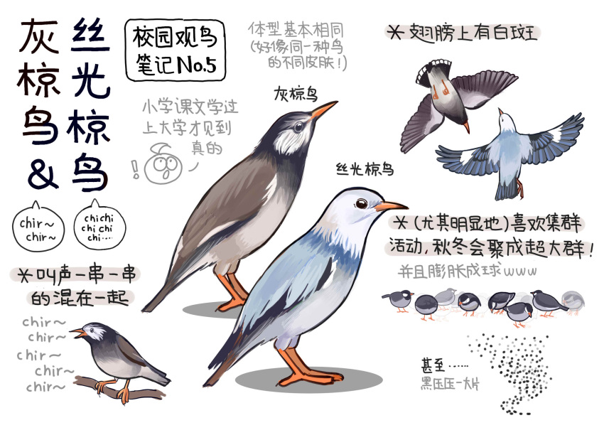 ! animal animal_focus bird black_eyes chinese_commentary chinese_text closed_mouth commentary_request flock flying from_above from_below from_side full_body garlica highres multiple_views music no_humans original penguin simple_background singing starling translation_request white_background