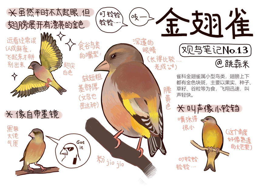 animal animal_focus bird black_eyes chinese_commentary chinese_text closed_mouth commentary finch flying full_body garlica highres multiple_views no_humans original safe simple_background sparkle speech_bubble sunglasses translation_request walkie-talkie white_background