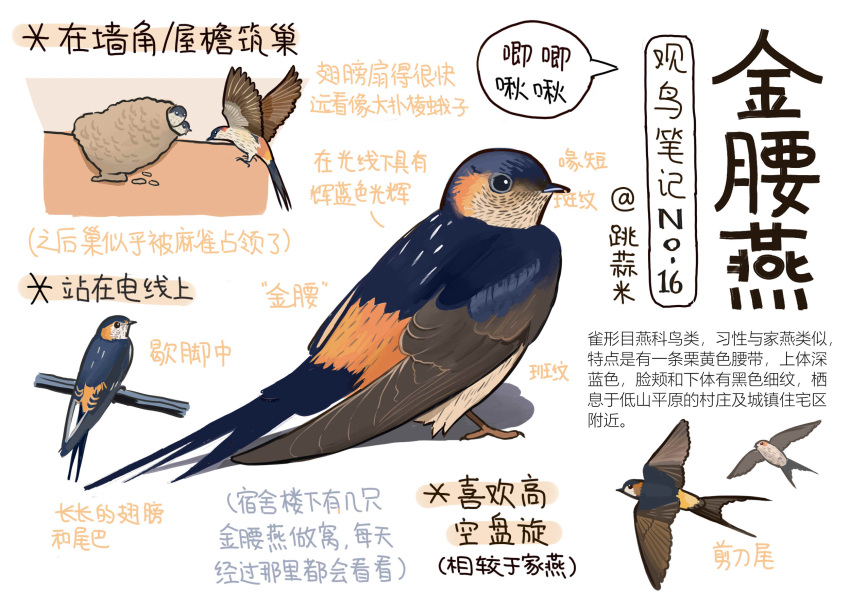 animal animal_focus bird black_eyes chick chinese_commentary chinese_text closed_mouth commentary flying full_body garlica highres information_sheet multiple_views nest no_humans original simple_background speech_bubble swallow_(bird) translation_request white_background