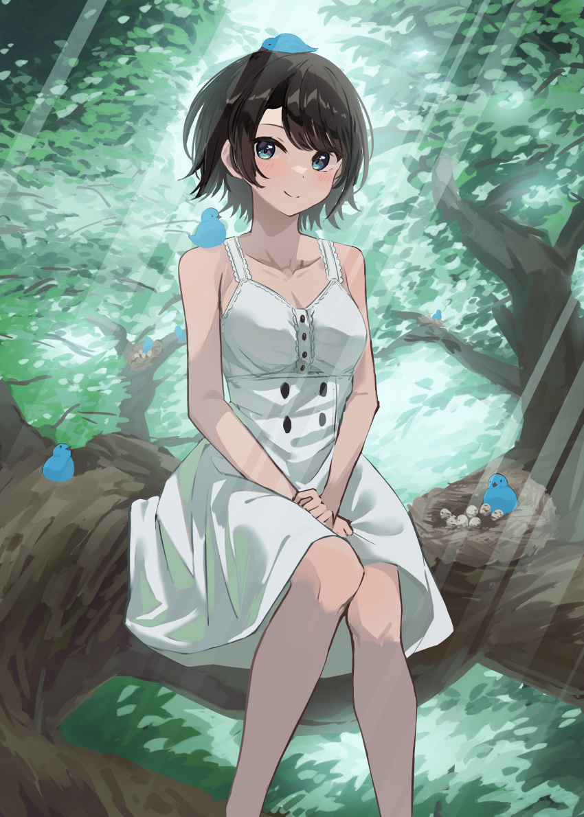 1girl absurdres alternate_costume bangs bare_shoulders bird bird_nest black_hair blue_bird blue_eyes blush buttons closed_mouth collarbone double-breasted dress egg feet_out_of_frame hands_on_lap highres hololive in_tree knees_together_feet_apart light_rays looking_at_viewer oozora_subaru outdoors short_hair sitting sitting_in_tree sl10_d smile solo sunbeam sunlight swept_bangs tree virtual_youtuber white_dress