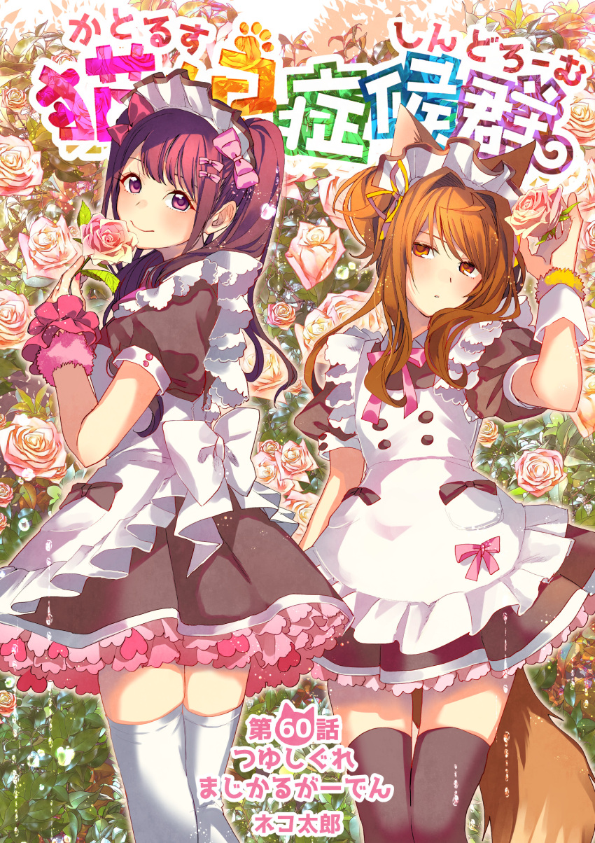 2girls absurdres animal_ears apron at-home_cafe bangs black_thighhighs bow bow_apron brown_eyes buttons cat_ears cat_girl cat_tail catulus_syndrome character_request collared_dress copyright_name crossover double-breasted dress episode_title floral_background flower flower_to_mouth frilled_apron frills hair_bow hair_bun hair_over_shoulder highres holding holding_flower leaf long_hair looking_at_viewer looking_away maid maid_apron maid_headdress multiple_girls neck_ribbon parted_lips paw_print petticoat pink_bow pink_flower pink_ribbon pink_rose pink_scrunchie puffy_short_sleeves puffy_sleeves ribbon rose scrunchie shinonome_neko-tarou short_sleeves sleeve_cuffs smile tail tareme thigh-highs twintails violet_eyes white_apron white_bow white_headdress white_thighhighs wrist_cuffs