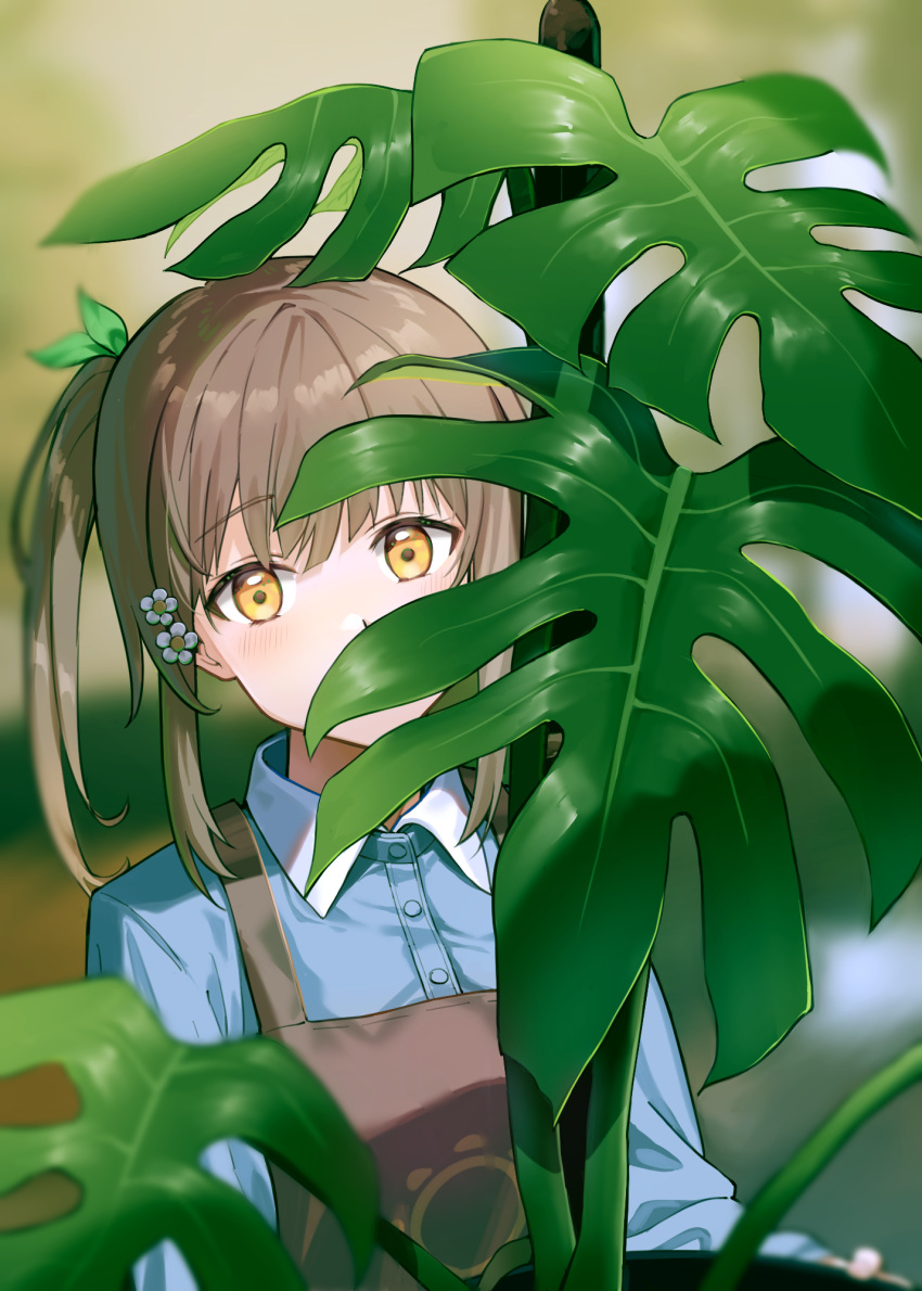 1girl apron bangs blue_shirt blurry blurry_background blush brown_apron brown_hair collared_shirt commentary_request covered_mouth depth_of_field dress_shirt flower green_ribbon hair_between_eyes hair_flower hair_ornament hair_ribbon highres indoors kooan long_sleeves looking_at_viewer monstera_deliciosa one_side_up original plant revision ribbon shirt solo upper_body white_flower yellow_eyes