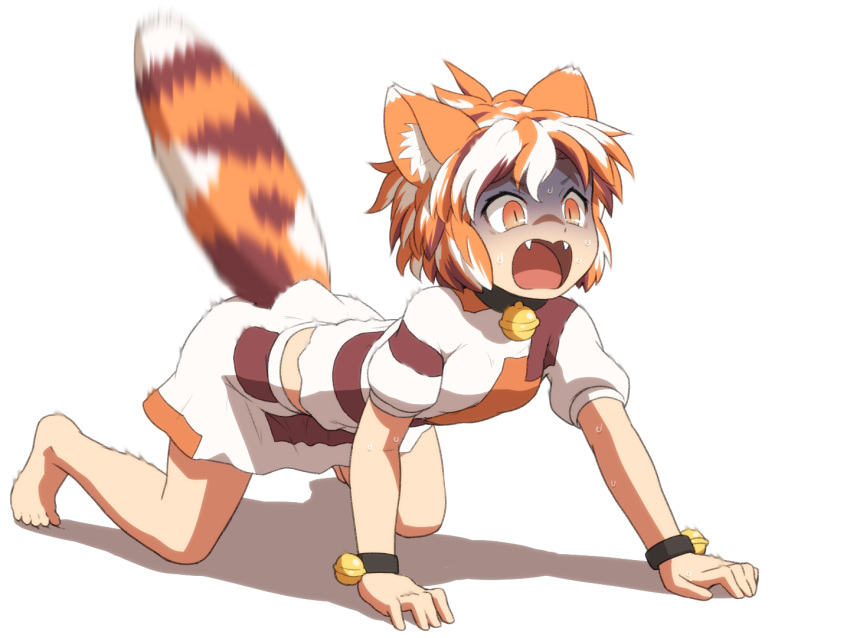 1girl all_fours animal_ear_fluff animal_ears barefoot bell cat_ears cat_tail crop_top fangs goutokuji_mike jingle_bell multicolored_hair open_mouth orange_eyes patch shirosato short_hair short_sleeves simple_background skirt solo streaked_hair surprised tail touhou white_background white_hair white_skirt