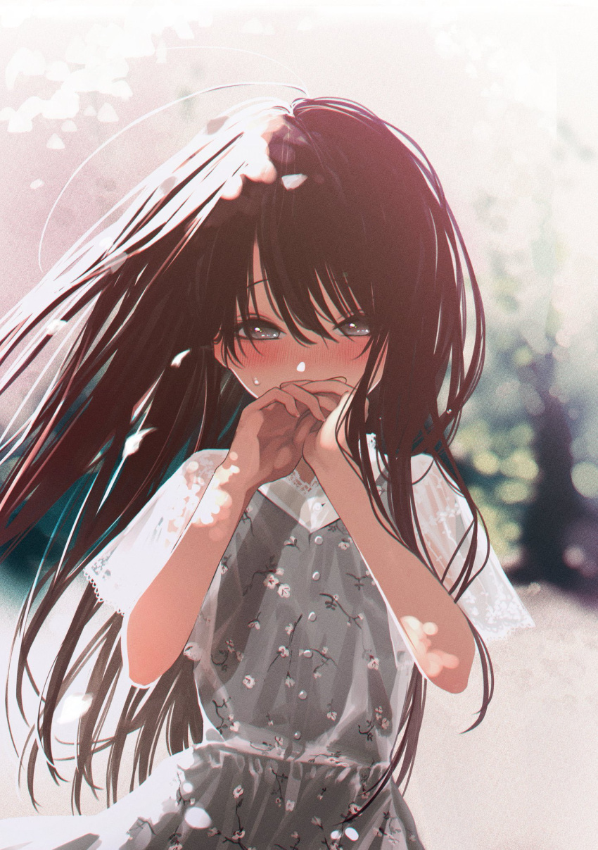 1girl black_hair blurry blush cherry_blossoms covering_mouth depth_of_field dress floating_hair grey_dress grey_eyes highres honnryou_hanaru long_hair looking_at_viewer original outdoors own_hands_together ruri_honjou see-through see-through_sleeves short_sleeves solo spring_(season) straight-on sweatdrop upper_body