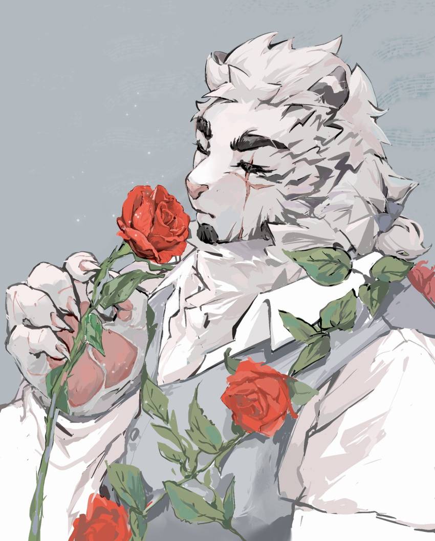 1boy animal_ears arknights artist_request facial_hair flower formal from_side furry furry_male goatee highres holding holding_flower large_hands male_focus mountain_(arknights) mountain_(book_reader)_(arknights) official_alternate_costume red_flower red_rose rose scar scar_across_eye scar_on_arm short_hair smelling_flower solo suit thick_eyebrows tiger_boy tiger_ears upper_body white_hair white_suit