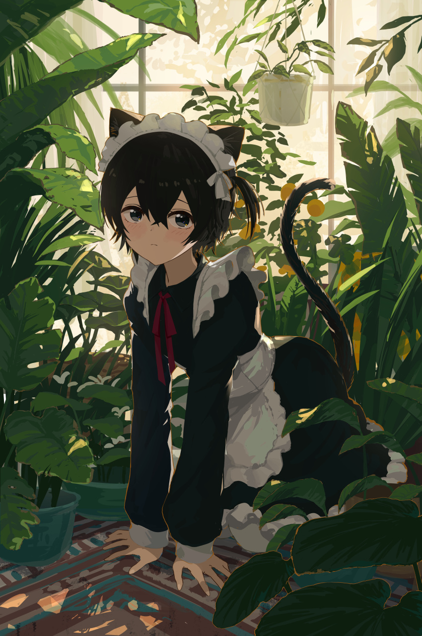 1girl absurdres animal_ear_fluff animal_ears apron black_hair black_tail blush cat_ears cat_girl cat_tail closed_mouth collared_dress commentary crossed_bangs dress english_commentary flower frilled_dress frills garden grey_eyes hair_between_eyes hand_on_floor hanging_plant highres kgt_(pixiv12957613) kneeling long_sleeves looking_at_viewer maid maid_apron maid_headdress neck_ribbon on_floor one_side_up original pantyhose plant potted_plant red_ribbon ribbon short_hair solo tail white_flower white_pantyhose
