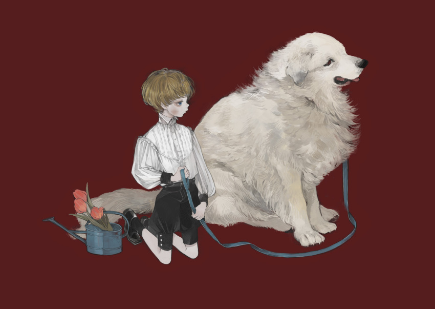 1boy bishounen black_footwear black_shorts black_socks blonde_hair blue_eyes buttons closed_mouth collared_shirt commentary dog flower frilled_shirt frills full_body great_pyrenees holding holding_leash kneeling leash long_sleeves looking_to_the_side male_focus nekosuke_(oxo) original pink_flower pink_tulip profile red_background shirt shoes short_hair shorts simple_background sleeve_cuffs socks solo tulip watering_can white_dog white_shirt