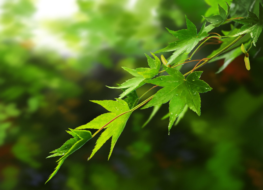 blurry blurry_background highres leaf maple_leaf no_humans original pei_(sumurai) plant shadow still_life sunlight tree water water_drop