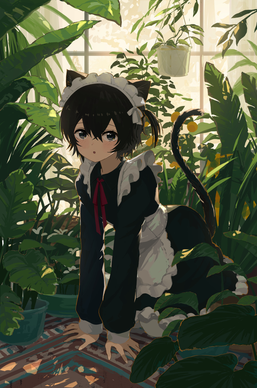 1girl absurdres animal_ear_fluff animal_ears apron black_hair black_tail blush cat_ears cat_girl cat_tail closed_mouth collared_dress crossed_bangs dress flower frilled_dress frills garden grey_eyes hair_between_eyes hand_on_floor hanging_plant highres kgt_(pixiv12957613) kneeling long_sleeves looking_at_viewer maid maid_apron maid_headdress neck_ribbon on_floor one_side_up original pantyhose plant potted_plant red_ribbon ribbon short_hair solo tail white_flower white_pantyhose