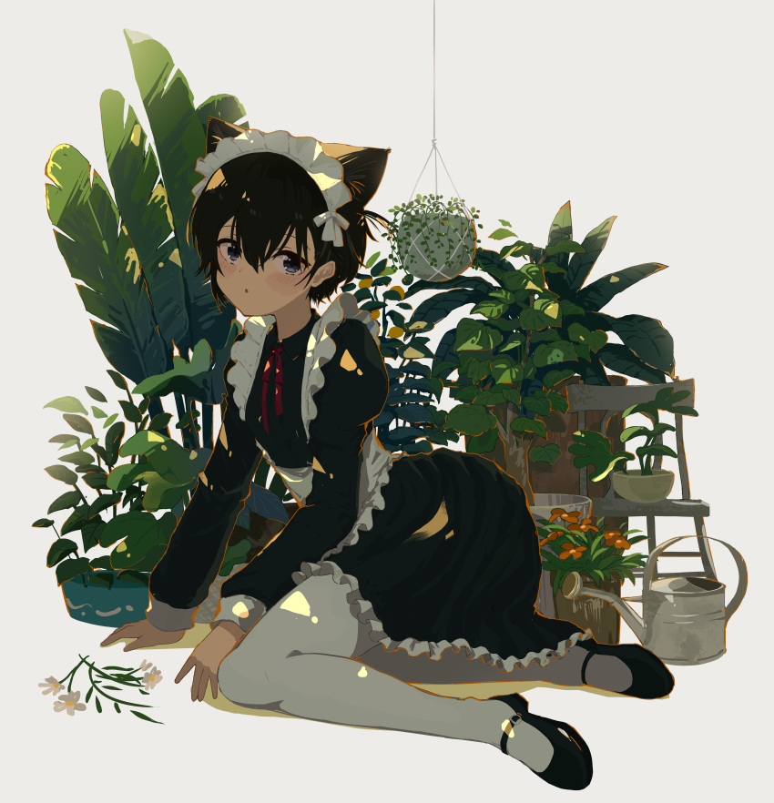 1girl absurdres animal_ear_fluff animal_ears apron black_footwear black_hair blush cat_ears cat_girl chair collared_dress commentary_request dress flower frilled_dress frills full_body grey_eyes hair_between_eyes hanging_plant highres kgt_(pixiv12957613) long_sleeves looking_at_viewer maid maid_apron maid_headdress mary_janes neck_ribbon one_side_up original pantyhose parted_lips partial_commentary plant potted_plant puffy_long_sleeves puffy_sleeves red_ribbon revision ribbon shoes short_hair signature simple_background solo watering_can white_background white_flower white_pantyhose