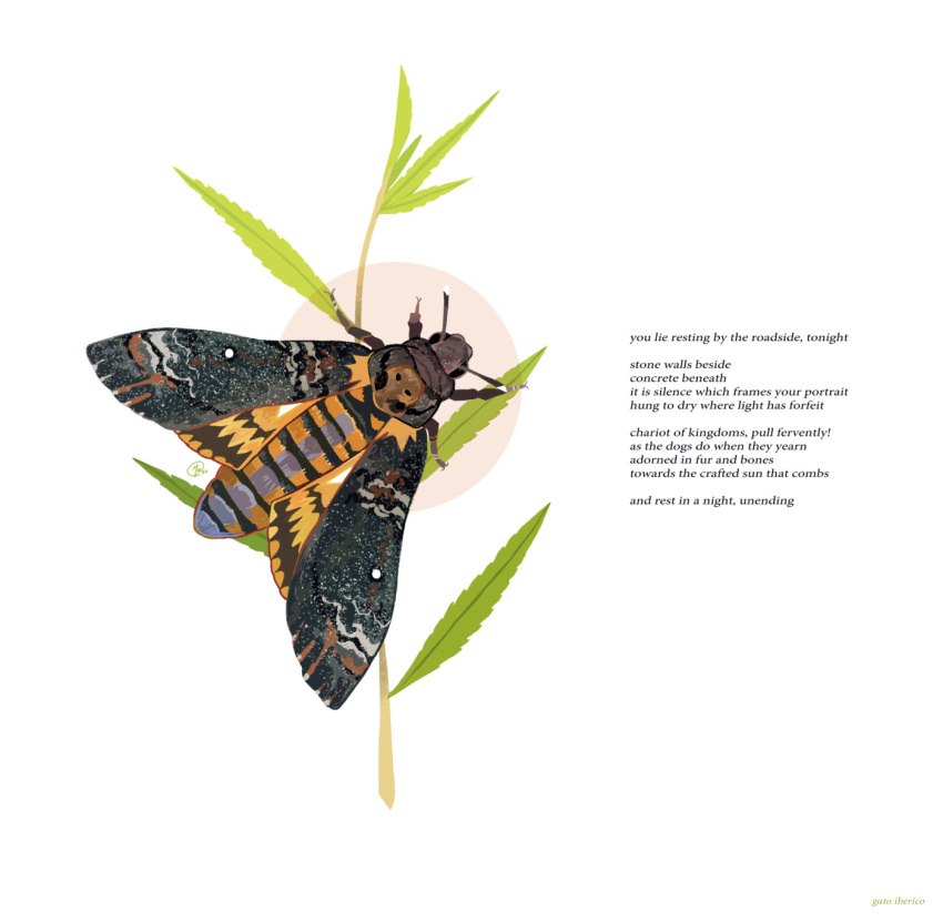 animal animal_focus bug commentary death's_head_hawkmoth english_commentary english_text gatoiberico highres moth no_humans original poem simple_background white_background