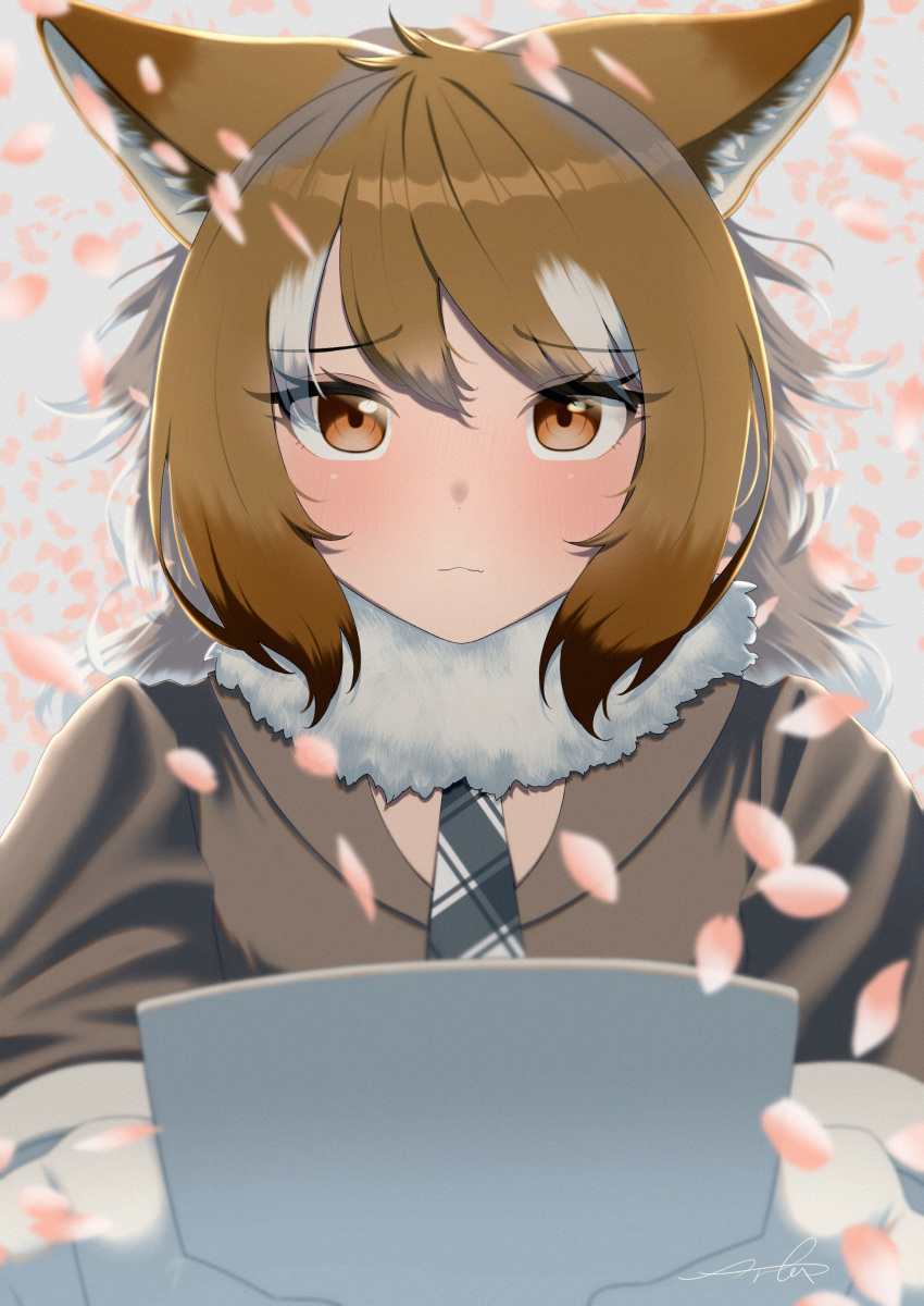 1girl absurdres animal_ear_fluff animal_ears arfox10 blurry blurry_foreground blush brown_eyes brown_hair checkered_necktie cherry_blossoms closed_mouth commentary_request confession envelope fang fang_out fur_collar furrowed_brow gloves grey_background grey_hair hair_between_eyes highres holding holding_envelope italian_wolf_(kemono_friends) jacket kemono_friends light_blush long_hair long_sleeves looking_at_viewer multicolored_hair necktie nervous petals plaid_necktie sidelocks signature simple_background skin_fang solo swept_bangs upper_body white_gloves wolf_ears wolf_girl