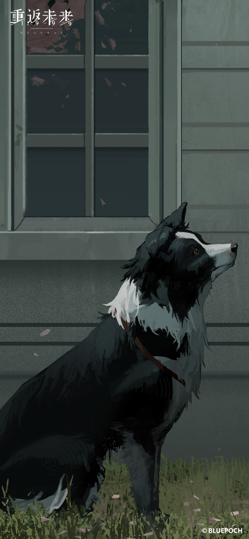 absurdres animal_focus border_collie building copyright copyright_name dog falling_petals from_side grass highres logo looking_up no_humans official_art official_wallpaper outdoors petals pickles_(reverse:1999) profile reverse:1999 sitting window