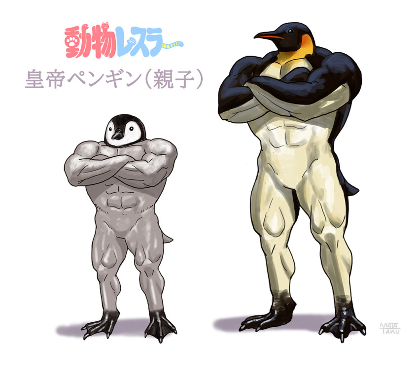 abs animal animal_focus animal_name artist_name beak bird black_eyes colored_text commentary crossed_arms emperor_penguin full_body looking_at_viewer matataku muscular no_humans original penguin penguin_chick shadow signature simple_background standing translated webbed_feet what white_background