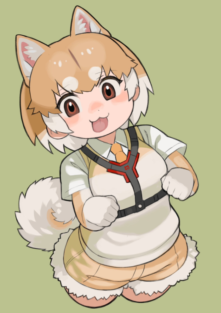 1girl animal_ears brown_eyes brown_hair cardigan dog_(shiba_inu)_(kemono_friends) dog_ears dog_girl dog_tail elbow_gloves extra_ears gloves green_background highres kemono_friends looking_at_viewer multicolored_hair necktie rinx shirt short_hair shorts simple_background solo tail tongue two-tone_hair white_hair