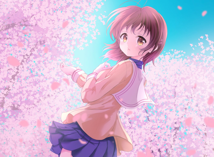 1girl antenna_hair blue_skirt blue_sky blurry blush brown_eyes brown_hair cherry_blossoms clannad commentary_request cowboy_shot day depth_of_field falling_petals floating_clothes floating_hair furukawa_nagisa hair_ornament hairclip hand_up hato_maron highres jacket long_sleeves looking_at_viewer looking_back medium_hair miniskirt open_mouth outdoors petals pleated_skirt sailor_collar sidelighting skirt sky solo standing white_sailor_collar wind wind_lift yellow_jacket