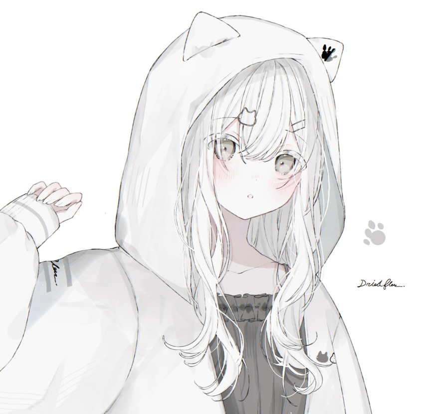 1girl animal_ears animal_hood artist_name blush collarbone driedflower grey_eyes hair_between_eyes hair_ornament hairclip hand_up highres hood hood_up hooded_jacket jacket long_hair long_sleeves looking_at_viewer open_clothes open_jacket open_mouth original parted_lips signature simple_background sleeves_past_wrists solo upper_body white_background white_hair white_jacket