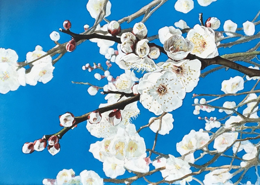 blue_sky branch flower no_humans original painting_(medium) plum_blossoms realistic sky still_life toirom_pmxh traditional_media tree watercolor_(medium) white_flower