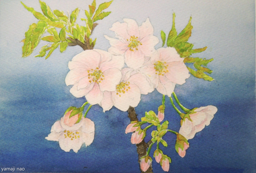 branch cherry_blossoms flower highres naoy_watercolor no_humans original painting_(medium) realistic still_life traditional_media watercolor_(medium) white_flower