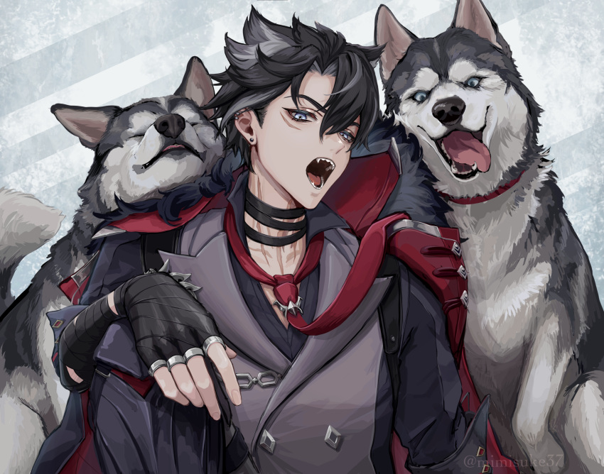 1boy animal bandaged_neck bandages black_bandages black_gloves black_hair black_jacket buttons collar commentary_request dog earrings fingerless_gloves flipped_hair fur-trimmed_jacket fur_trim genshin_impact gloves grey_background grey_eyes grey_hair grey_vest hair_ears hand_on_own_knee head_tilt highres husky jacket jewelry knee_up looking_at_viewer male_focus mimisuke37 multicolored_hair multiple_rings necktie open_mouth red_necktie ring scar scar_on_neck simple_background solo streaked_hair stud_earrings upper_body vest wriothesley_(genshin_impact)