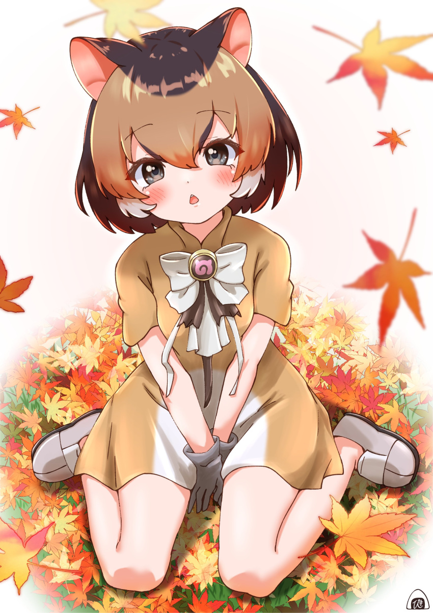 absurdres animal_ears blush bow bowtie brown_dress brown_hair chevrotain_(kemono_friends) deer_ears deer_girl dress from_above gloves grey_eyes grey_gloves hair_between_eyes highres japari_symbol kemono_friends kemono_friends_3 light_brown_hair looking_at_viewer multicolored_clothes multicolored_dress multicolored_hair piki_(zuru-pikio) short_hair sidelocks sitting triangle_mouth wariza white_bow white_bowtie white_dress white_footwear white_hair