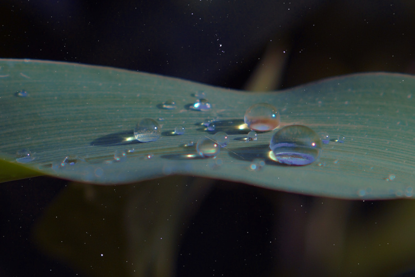 999999999sx black_background commentary dew_drop grass highres leaf no_humans object_focus original realistic reflection reflective_water still_life symbol-only_commentary water_drop