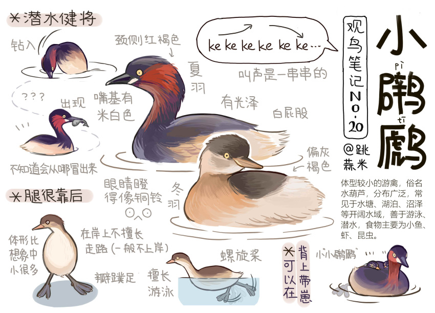? ?? animal animal_focus bird chinese_commentary chinese_text commentary_request fish garlica grebe highres no_humans original simple_background swimming translation_request white_background