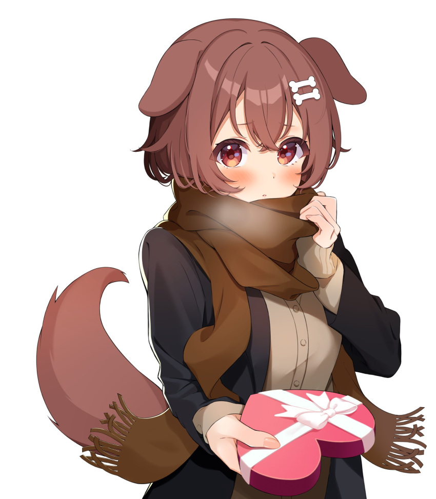 1girl alternate_costume animal_ears black_coat blush bone_hair_ornament box brown_cardigan brown_eyes brown_hair brown_scarf brown_tail cardigan cartoon_bone coat dog_ears dog_girl dog_tail gift giving hair_between_eyes hair_ornament hands_up heart-shaped_box highres holding holding_gift hololive inugami_korone looking_at_viewer open_mouth scarf scarf_pull solo tail takumin_dx upper_body white_background