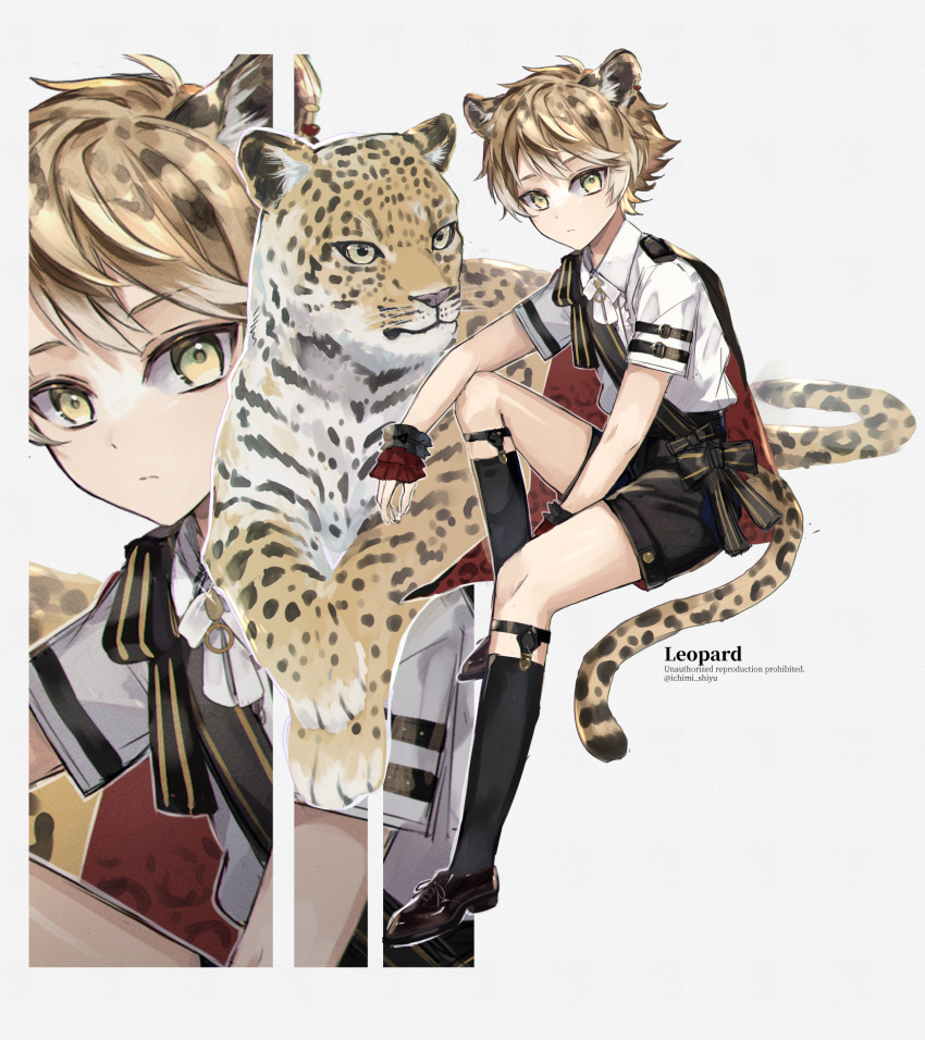 1boy animal animal_ears blonde_hair cape collared_shirt highres ichimishiyu invisible_chair legwear_garter leopard leopard_boy leopard_ears leopard_tail loafers looking_at_viewer male_focus neck_ribbon original ribbon sash shirt shoes short_hair short_sleeves shorts sitting socks solo spotted_hair tail wrist_cuffs yellow_eyes zoom_layer